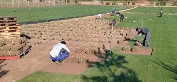 甲子園／芝生の種類や産地